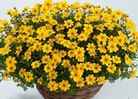 Uczep (Bidens) Złoty deszcz, sadzonki