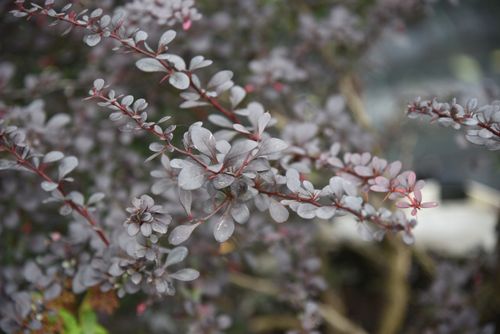 Berberys Thunberga 'Dart's Red Lady' (Berberis thunbergii) Poj. 2.0L na Arena.pl
