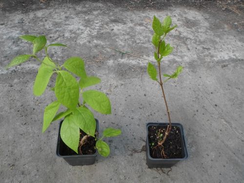 Kielichowiec wonny sadzonki P9 na Arena.pl