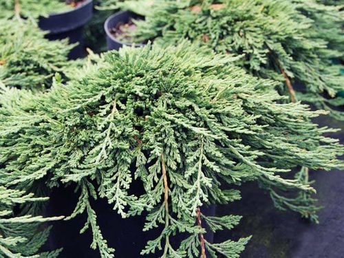 Jałowiec płożący Pancake C2 na Arena.pl