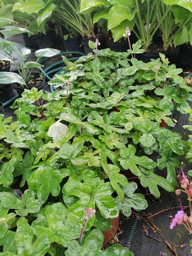 Tiarella Spring Symphony do cienia na Arena.pl