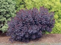 PERUKOWIEC PODOLSKI Royal Purple - sadzonki w doniczkach