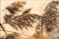 Tło fotograficzne Produktowe FLAT LAT Kulinarne