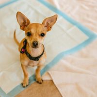 PODKŁADY CHŁONNE HIGIENICZNE MATY DLA ZWIERZĄT I DO PRZEWIJANIA 45x60 50SZT