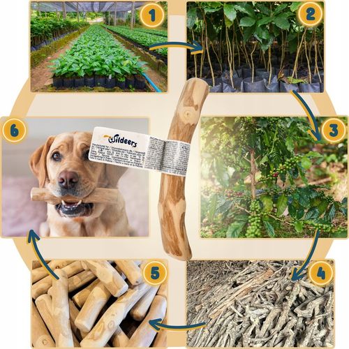 PATYK Z DRZEWA KAWOWEGO S NATURALNY KAWOWY GRYZAK DLA PSA WYTRZYMAŁY MAŁY na Arena.pl