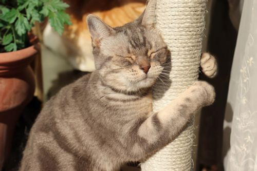 Drapak dla kota TOLEK antracyt na Arena.pl