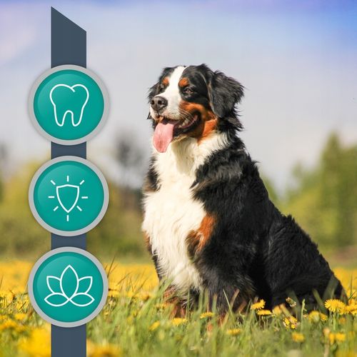 Proszek do zębów preparat dla psów i kotów Vet Expert Plaque Off 20 g na Arena.pl