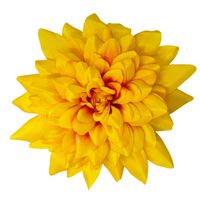 Dalia wyr. duża pomarańczowa