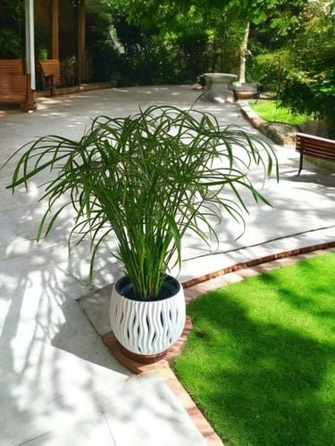 Papirus Cibora zmienna Cyperus alternifolius do Domu Ogrodu i Oczek na Arena.pl