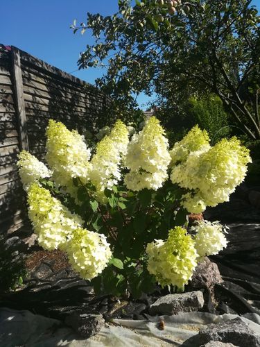 Hortensja bukietowa 'Magical Moonlight' (Hydrangea paniculata) 2.0L na Arena.pl