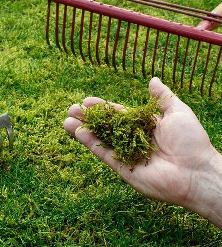Siarczan Żelaza Sześciowodny Nawóz dla Roślin 10 KG na Arena.pl