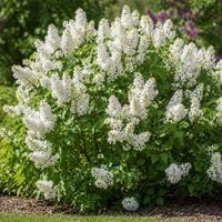 Lilak pospolity Rochester - Syringa vulgaris