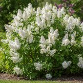 Lilak pospolity Rochester - Syringa vulgaris