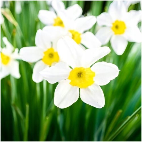 NARCYZ zestaw MIX BOTANICZNY cebulki 50 szt. + GRATIS na Arena.pl