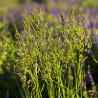 Trawa żubrówka (Hierochloe odorata) Turówka Wonna Sadzonka Doniczka 2.0L