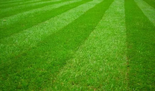 NAC KOSIARKA SPALINOWA Z NAPĘDEM DPO TRAWY 40CM 40L 127cm³ LS40-127R-JN na Arena.pl