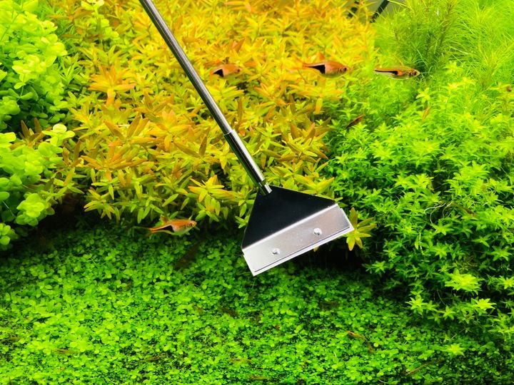 INVITAL Algae Scraper Pro zdjęcie 6