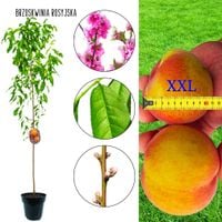 Brzoskwinia Rosyjska późna soczysty miąższ 180-220 cm