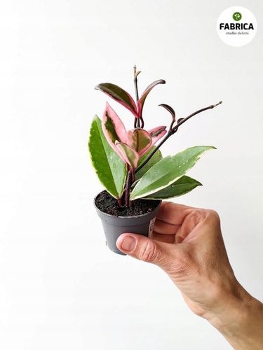 Hoya / Hoja carnosa Flamingo dream na Arena.pl