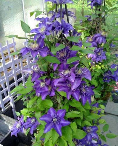 Powojnik Clematis Multi Blue C2 E na Arena.pl