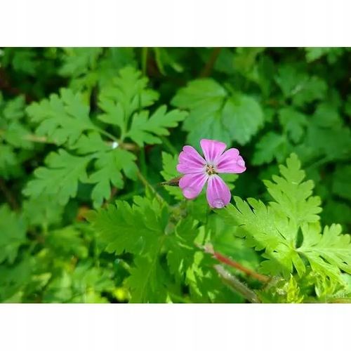 Roundup 360 SL Plus 5l glifosat, herbicyd, perz na Arena.pl