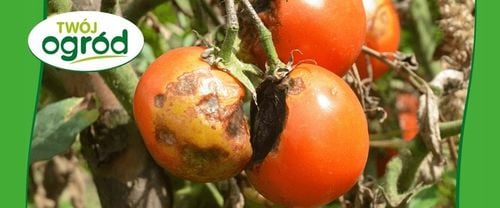 MIEDZIAN 50WP 100G + SYLLIT 65WP 45G NA CHOROBY GRZYBOWE OWOCÓW I na Arena.pl