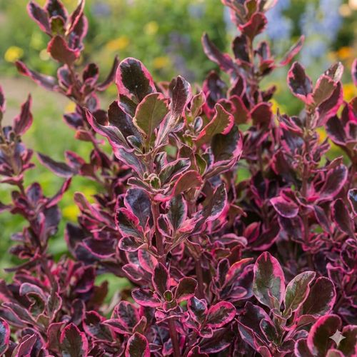 KOPROSMA ECLIPSE - sadzonki 10 / 20 cm na Arena.pl