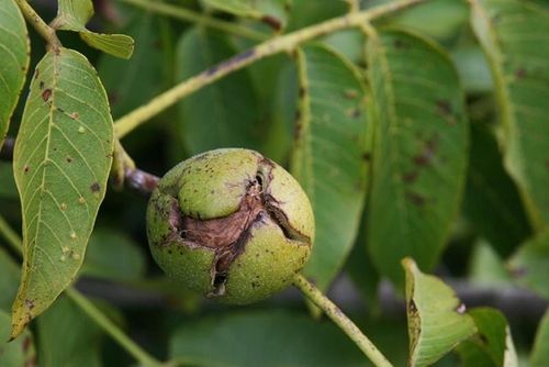 Orzech włoski JACEK KRÓLEWSKI Juglans regia o ogromnych smacznych na Arena.pl