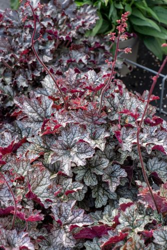 Żurawka mieszańcowa World Caffé™ Corretto - Hauchera x hybrida na Arena.pl