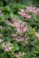 Rozchodnik Tricolor - Sedum spurium