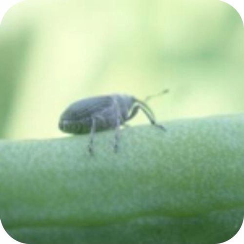 ŚRODEK PREPARAT NA MSZYCE CYPERKILL MAX 500 EC 250ML OWADOBÓJCZY DO WARZYW na Arena.pl