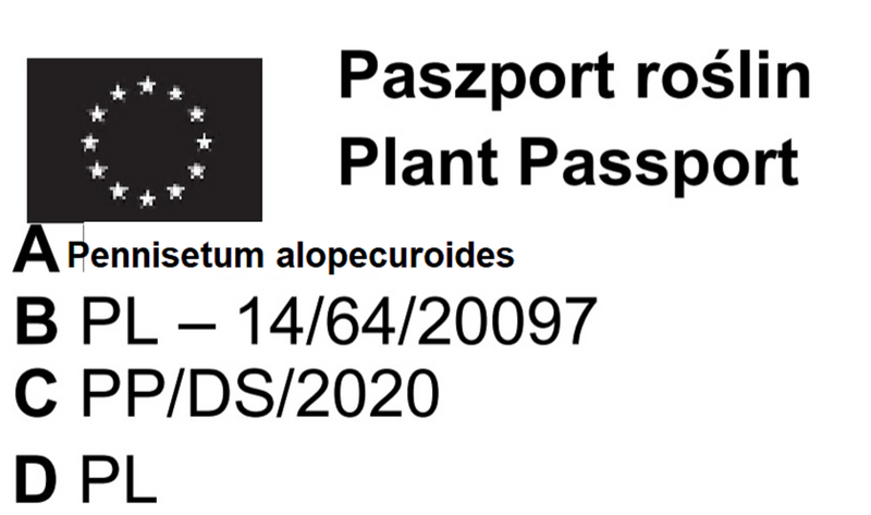 TRAWA ROZPLENICA Viridescens - sadzonka 30 / 50 cm na Arena.pl