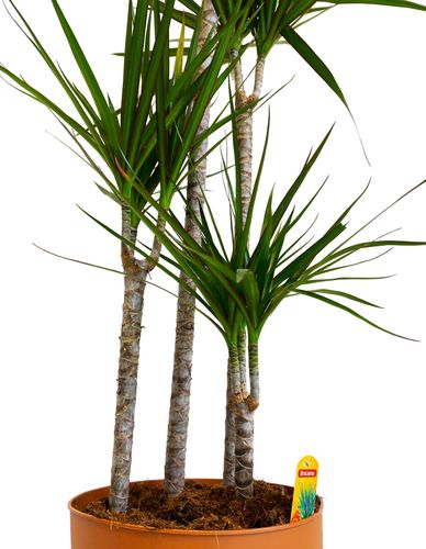 DRACENA MARGINATA 160 cm na Arena.pl