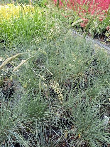 Kostrzewa sina Bylina Trawa niebieska skalniak na Arena.pl