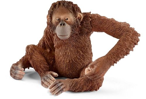 Orangutan Samica na Arena.pl