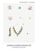 Plakat 60x80cm Butterfly Pea Flower, Redoute Vintage do Salonu