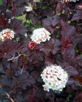 PĘCHERZNICA DIABLO czerwona - sadzonki 40 / 50 cm