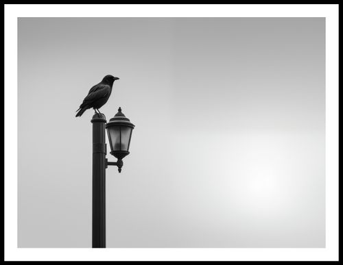 Plakat 80x60cm Samotny Postój Kruka na Arena.pl