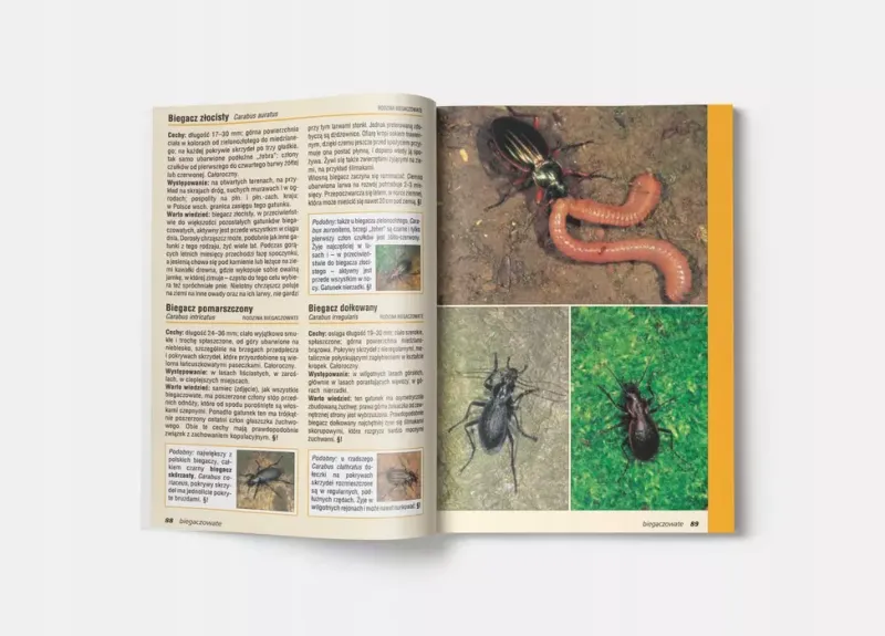 Atlas owadów zdjęcie 6