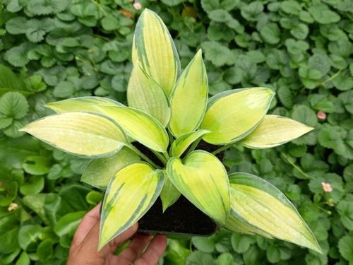 Funkia Hosta JUNE Średnia M Żółto-niebieska Na cieniste rabaty Sadzonki 1L na Arena.pl