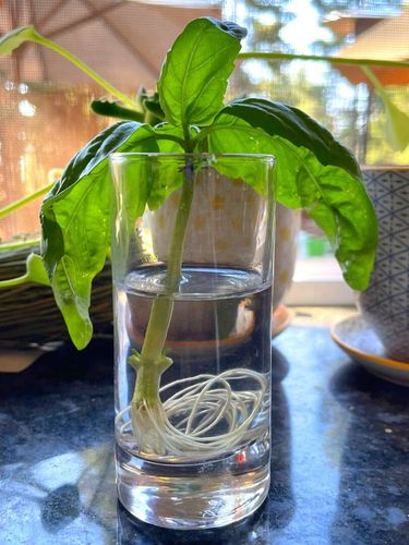 sum28 multiroots ukorzeniacz 100ml sumin na Arena.pl