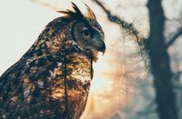 Plakat 91,5x60cm Sowi Duch