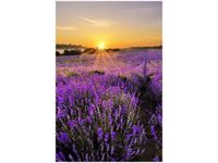 40X60CM POLE LAWENDY OBRAZ