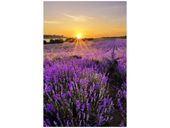 40X60CM POLE LAWENDY OBRAZ