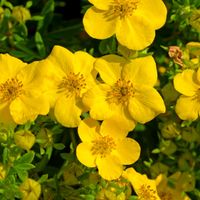 Pięciornik krzewiasty 'Goldfinger' Żółty (Potentilla fruticosa) Poj. 2.0L