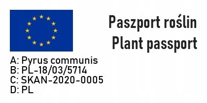 Grusza KLAPSA dobrze nam znana PYSZNA FAWORYTKA na Arena.pl