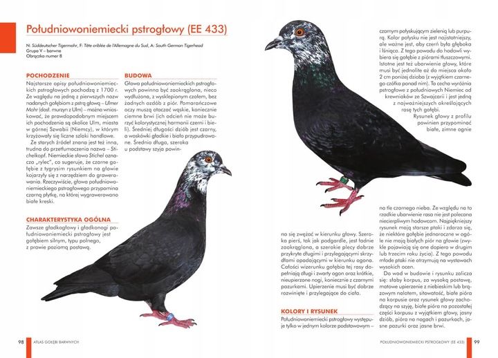 ZESTAW KSIĄŻEK O GOŁĘBIACH ATLAS GOŁĘBI POLSKIE RASY I GOŁĘBIE BARWNE 148 zdjęcie 2