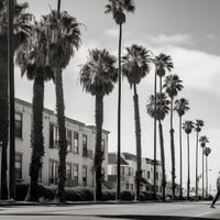 Plakat 90x90cm Spacer w Cieniu Palm