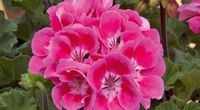 Pelargonia rabatowa kolor ciemny róż (Pelargonium Zonale  Vineta)