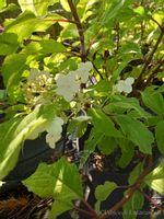 Hortensja Summer Snow o wybarwionych liściach